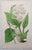 After William Fitch, Botanical Illustrations, 1838, Engravings, Set of 12 For Sale - Image 10 of 14