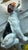 White Royal Dalton Dog For Sale - Image 8 of 10