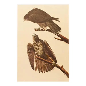 1966 Vintage Farmhouse Cottage Style Print "Gyrfalcon" After John James Audubon