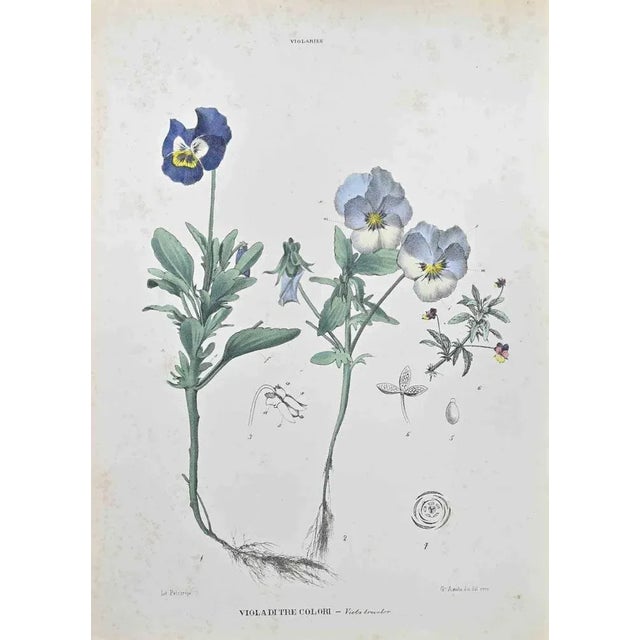 Lithograph hand watercolored. Belongs to the Series "Atlante di Botanica popolare ossia Illustrazione di Piante Notevoli...