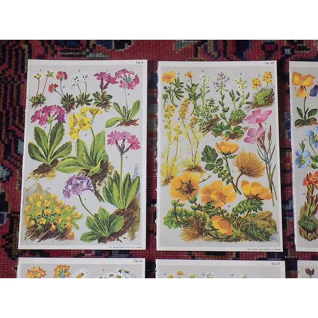 This set of six (6) authentic antique 19th C. alpine botanical chromolithographs (each color laid in with a separate...
