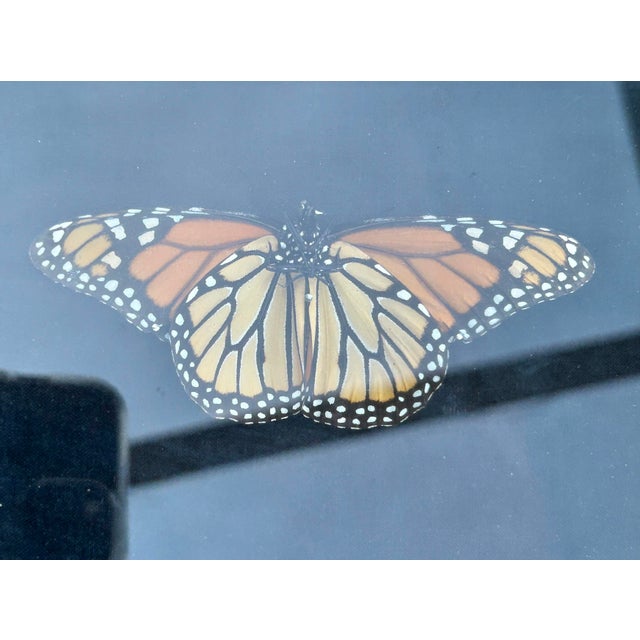 Vintage Decorative Faux Butterfly in Wooden Shadowbox For Sale - Image 4 of 6