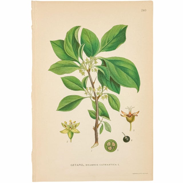Set of 6 Antique Swedish Botanical Prints | Green Foliage Studies c.1902, Chromolithographs For Sale - Image 4 of 8
