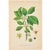 Set of 6 Antique Swedish Botanical Prints | Green Foliage Studies c.1902, Chromolithographs For Sale - Image 4 of 8