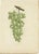 Set of three antique engravings of various green/white grape varieties titled 'Le Gouais - Muscat d'Alexandrie - Mornain...