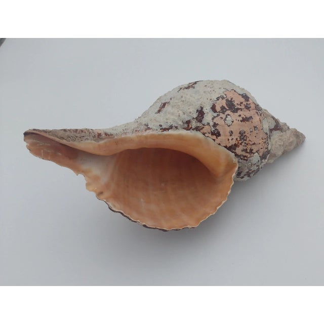 Vintage Horse Conch Shell From the Sea of Cortez – Circa 1970 For Sale - Image 10 of 12