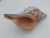 Vintage Horse Conch Shell From the Sea of Cortez – Circa 1970 For Sale - Image 10 of 12