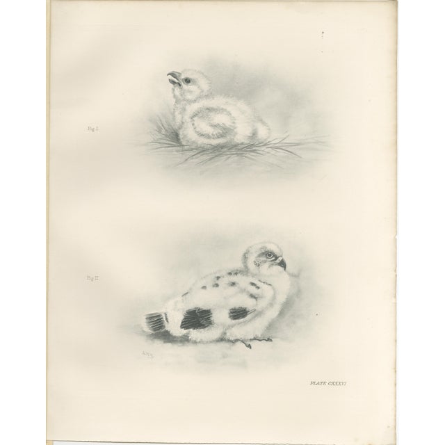 1900 - 1909 Lilian M. Medland, Adult Sparrowhawk and Chicks, 1908, Monochrome Ornithological Plates, Set of 2 For Sale - Image 5 of 10