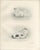 1900 - 1909 Lilian M. Medland, Adult Sparrowhawk and Chicks, 1908, Monochrome Ornithological Plates, Set of 2 For Sale - Image 5 of 10