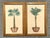 Tan Vintage Coastal Palm Prints - A Pair For Sale - Image 8 of 12