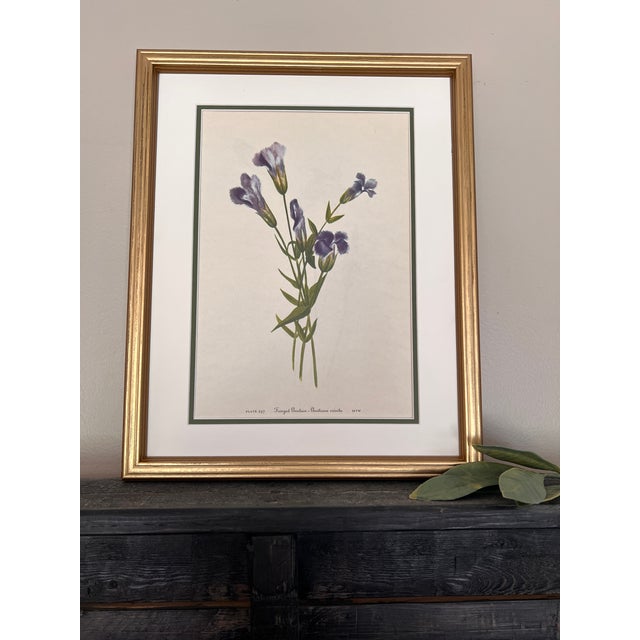 1950s Original Vintage Botanical Prints Framed Set of 6 - Authentic 1953 Prints For Sale - Image 5 of 7