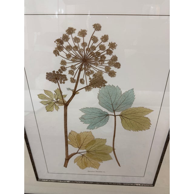 Brown Lussier Lajoie Framing Botanical Prints, Set of Five For Sale - Image 8 of 12