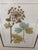 Brown Lussier Lajoie Framing Botanical Prints, Set of Five For Sale - Image 8 of 12