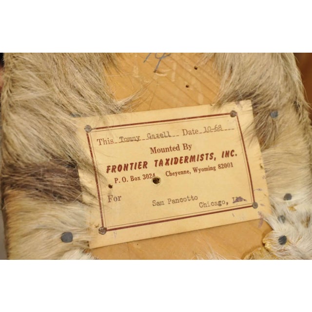 Vintage African Antelope Grant's Gazelle Horn Shoulder Mount Wall Taxidermy For Sale - Image 10 of 12