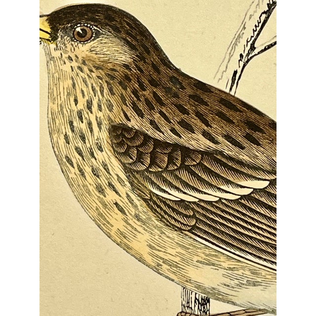 Late 19th Century Antique Hand Tinted Bird Print From England Featuring a Brown & Tan Twite - Circa 1880 For Sale - Image 5 of 11