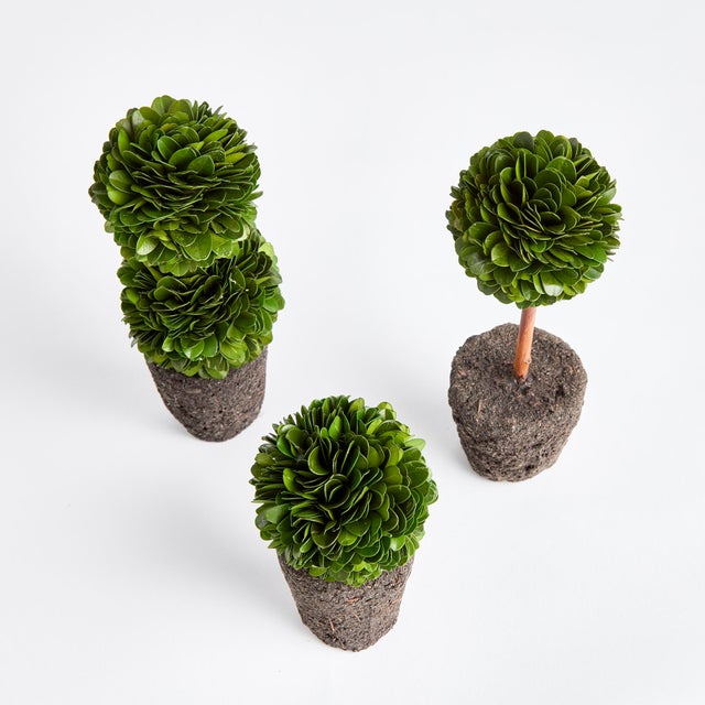 Kenneth Ludwig Chicago Boxwood Mini Topiary Drop-Ins, Set Of 3 For Sale - Image 4 of 5