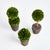 Kenneth Ludwig Chicago Boxwood Mini Topiary Drop-Ins, Set Of 3 For Sale - Image 4 of 5