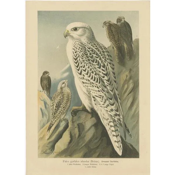 The birds featured in the collage are all falcons, specifically: 1. The first print depicts the Gyrfalcon (Falco...