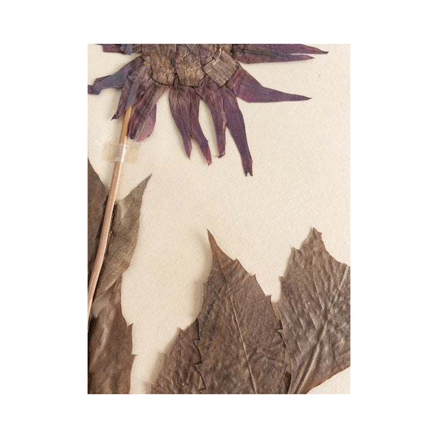 Vintage Swedish Herbarium - Dahlia, circa 1940