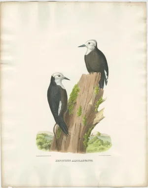Elliot, Illustration of North American White-Headed Woodpecker Birds, 1869, Hand-Colored Print