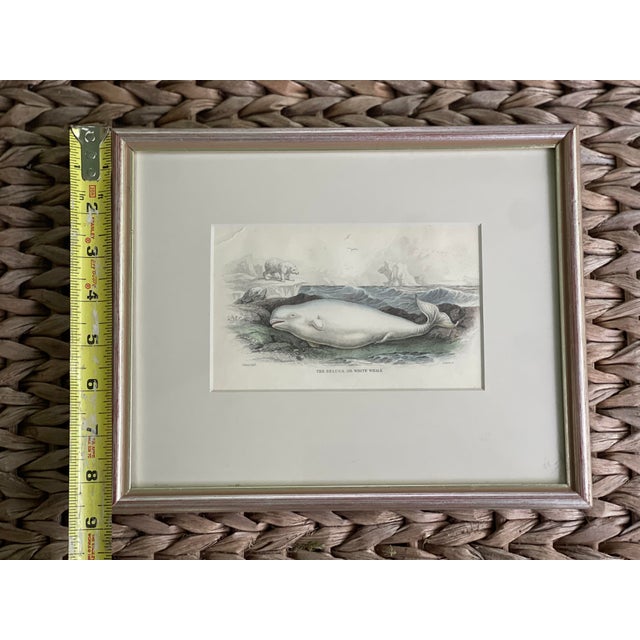 Traditional Antique 19th Century Whale Nautical Themed Hand-Colored Partial Book Plate/Engraving Contemporary Silver Leaf Style Frame Option #1 Beluga Whale For Sale - Image 3 of 6