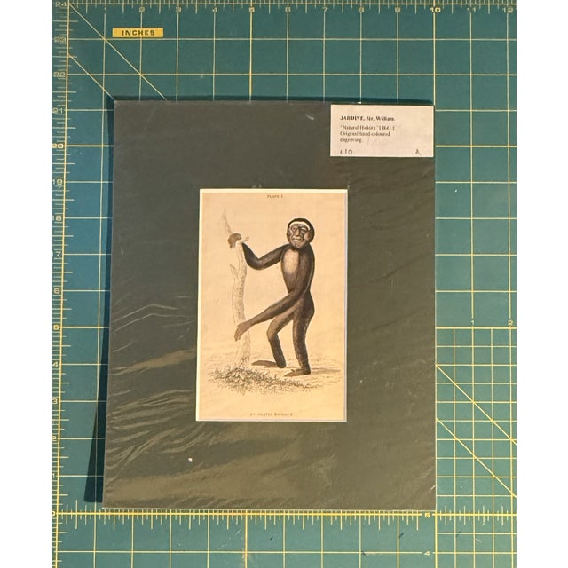 Mid 19th Century Rare Antique Sir William Jardine Monkey Hand-Colored Engraving For Sale - Image 5 of 6