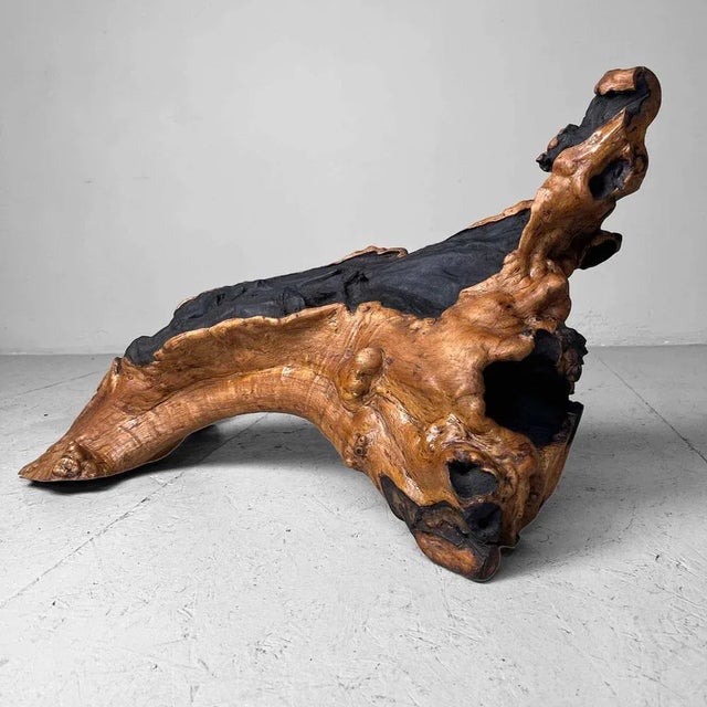 Wood Burl Wood, Japan, 1950s For Sale - Image 12 of 12