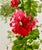 Pink Giclee Print of “Pink Hollyhocks” From an Original Watercolor Painting For Sale - Image 8 of 8
