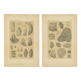 After Karl Martin, Caribbean Coral & Fossils, Lithographs, 1888, Set of 2 For Sale