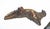 Mid-Century Modern Irish Setter Bronze Dog Sculpture For Sale - Image 3 of 7
