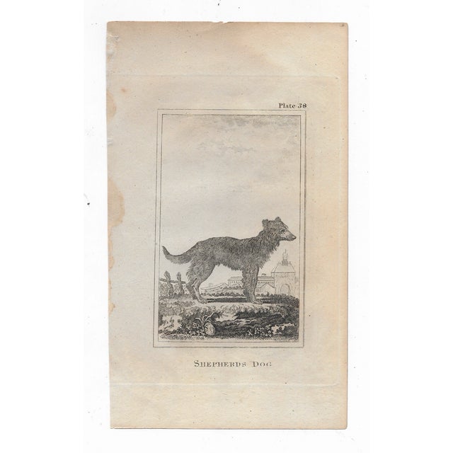 Antique engraving of "Shepherd's Dog" by Georges-Louis Leclerc, Comte de Buffon (1707-1788) from an English printing of...