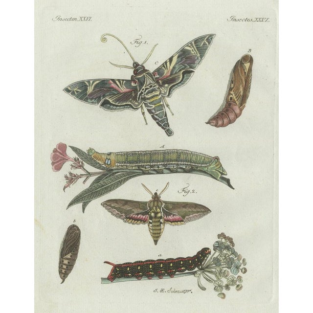 Early 19th Century Bertuch, Exotic Moths and Caterpillars, 1800, Engraving For Sale - Image 5 of 9