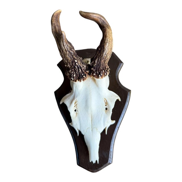 Roe Deer Trophy 140 Black Foreset Antlers Abnormal For Sale