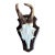 Roe Deer Trophy 140 Black Foreset Antlers Abnormal For Sale