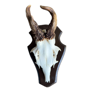 Roe Deer Trophy 140 Black Foreset Antlers Abnormal
