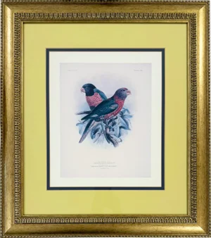 Vintage Gold Framed Lory Parrot Bird Print St. George Mivart