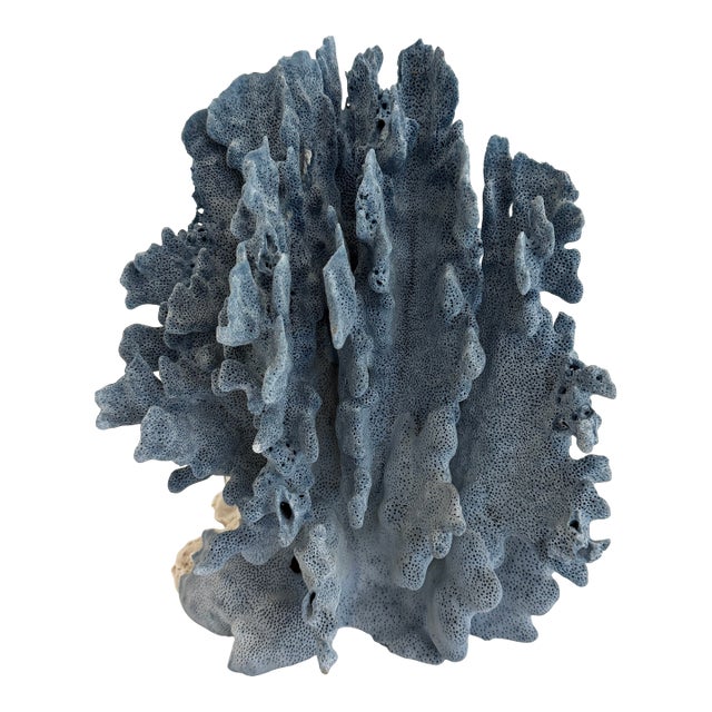 Natural Blue Coral Specimen Coastal Decor For Sale