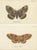Lloyd, Moths, 1897, Prints, Set of 2 For Sale - Image 5 of 5