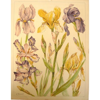 1940s Botanical Iris Print on Paper. For Sale