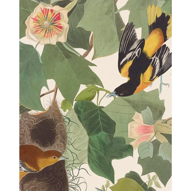 Introducing the Duchess Edition: a refined collection of Audubon Bird Giclée reproductions that elevate the timeless...