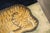 Rare Antique Zabihi Collection Tiger Large Rug - 4' x 6' For Sale - Image 4 of 12