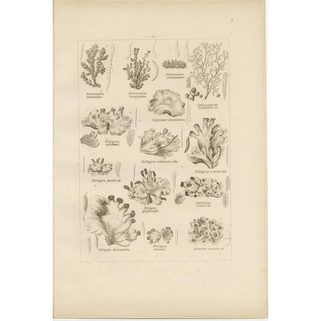 Otto Müller & G. Pabst, Botanical Prints, Germany, 1874, Lithographs on Paper, Set of 6 For Sale - Image 4 of 14