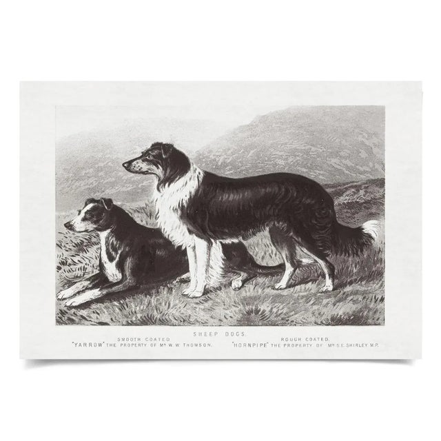 We all love our dogs and this collection allows you to choose all there different breeds that are illustrated from the...