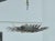 Mid 20th century Spanish Gilt Metal Semi-Flush Sunburst Light Fixture with Star Motifs For Sale - Image 4 of 12
