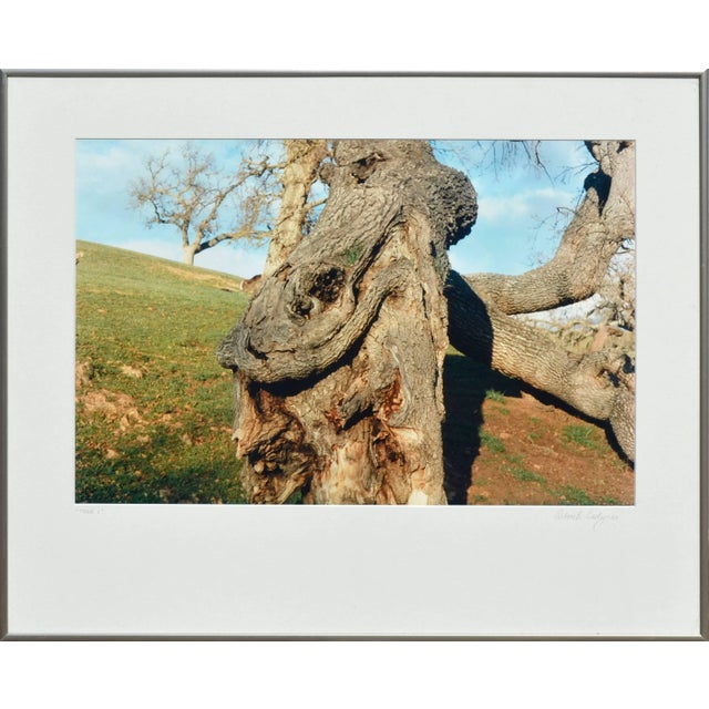 1988 "Coastal Oak Tree" Photograph by Deborah Eddy, Framed For Sale