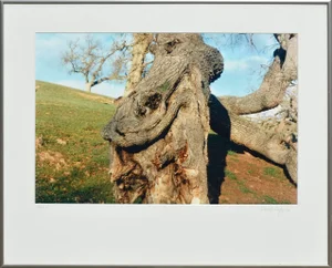 1988 "Coastal Oak Tree" Photograph by Deborah Eddy, Framed
