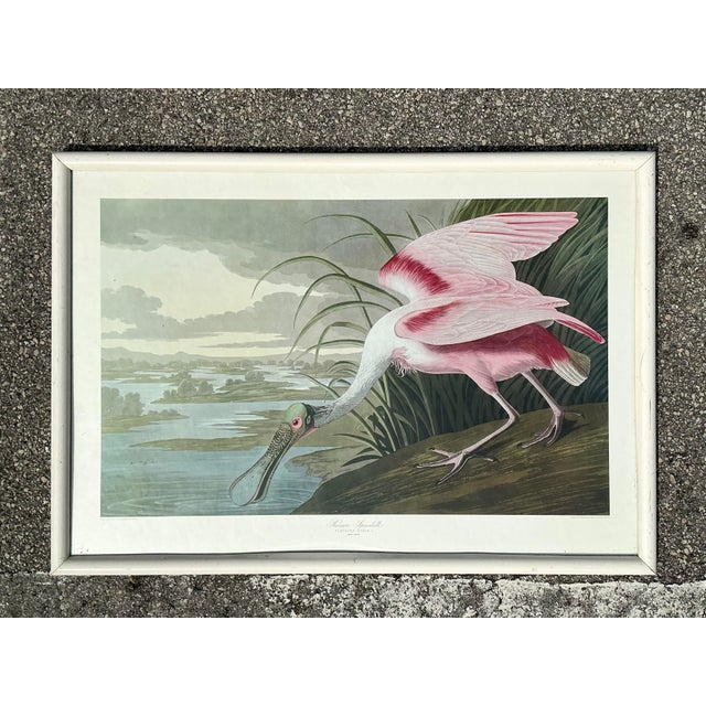 Vintage Audubon Print of Pink Spoonbill For Sale In West Palm - Image 6 of 12