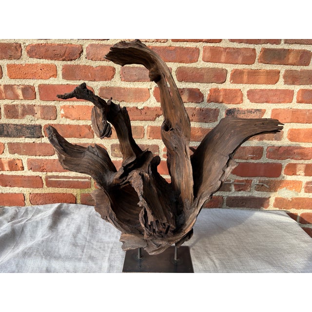 Large vintage free form, assembled natural dark teak root wood sculpture. Attached to a black steel base. Would display...
