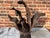 Large vintage free form, assembled natural dark teak root wood sculpture. Attached to a black steel base. Would display...