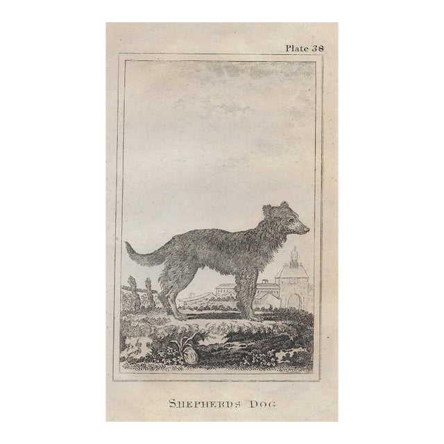 Antique Shepherd's Dog 18th Century Engraving For Sale